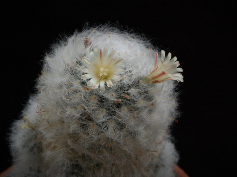 Mammillaria bocasana v. multilanata 