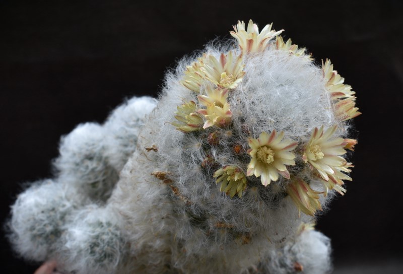 Mammillaria bocasana v. multilanata 