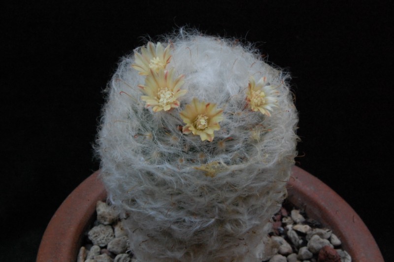 Mammillaria bocasana v. multilanata 