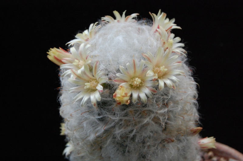 Mammillaria bocasana v. multilanata 