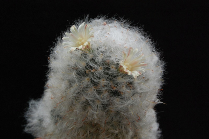 Mammillaria bocasana v. multilanata 