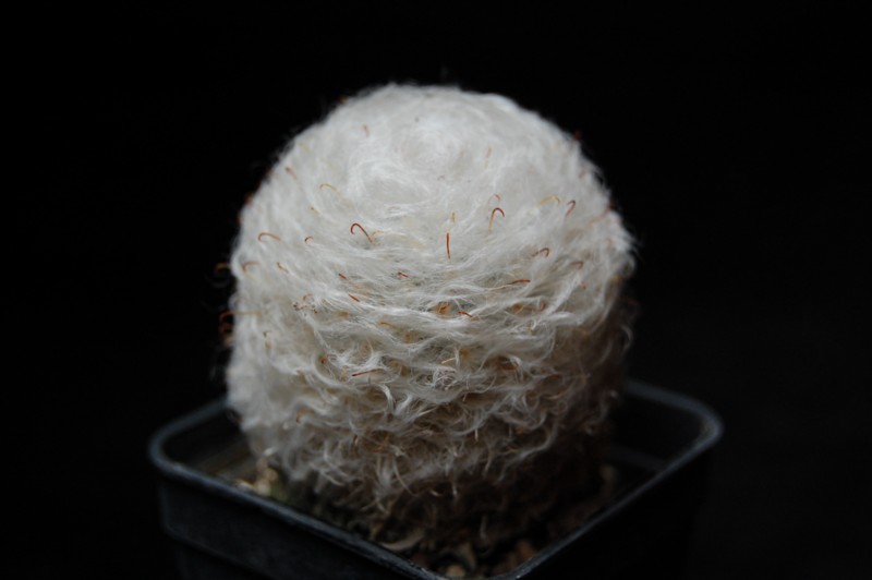 Mammillaria bocasana v. multilanata 