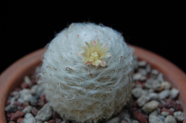 Mammillaria bocasana v. multilanata 