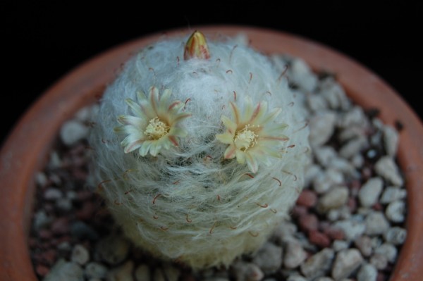 Mammillaria bocasana v. multilanata 