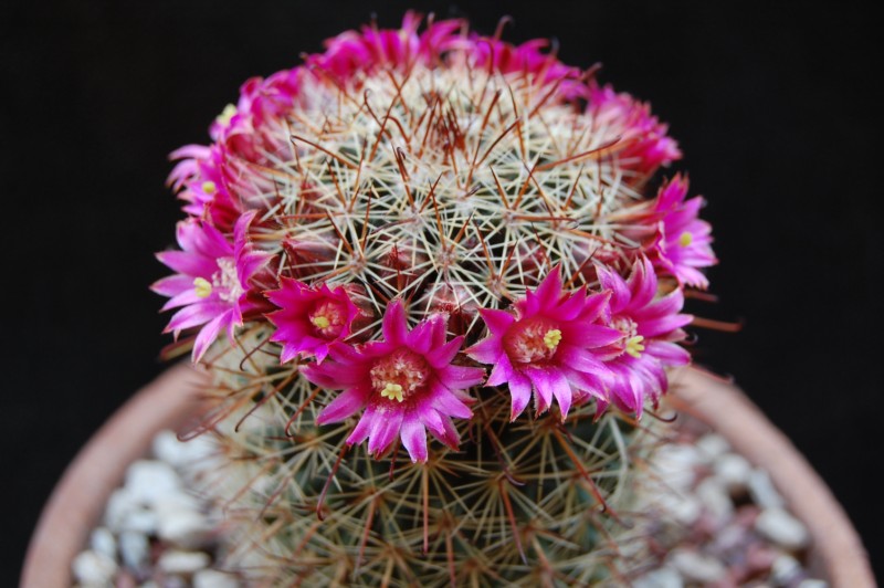 Mammillaria hamata REP 957