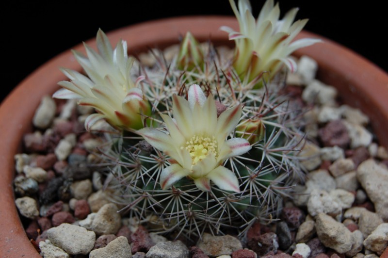 Mammillaria johnstonii SB 432