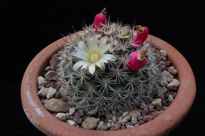 Mammillaria johnstonii SB 432