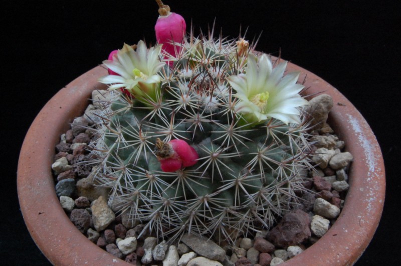 Mammillaria johnstonii SB 432