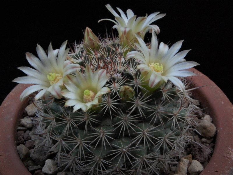 mammillaria johnstonii