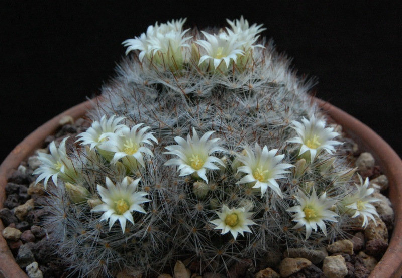 Mammillaria pilispina SB 822