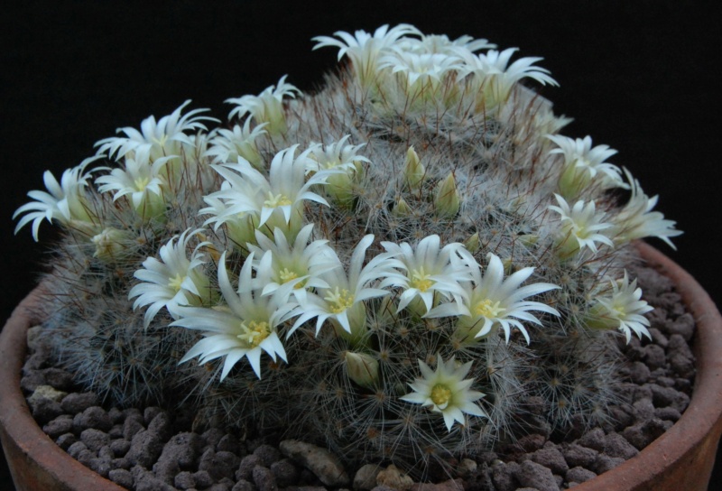 Mammillaria pilispina SB 822