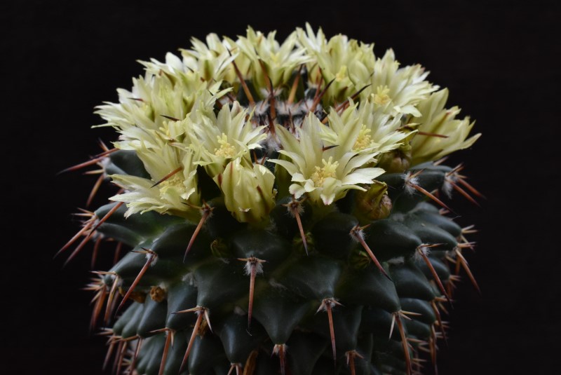 Mammillaria gigantea ssp. flavovirens ROG 573