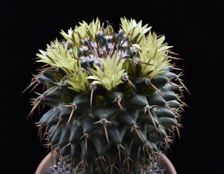 Mammillaria gigantea ssp. flavovirens ROG 573
