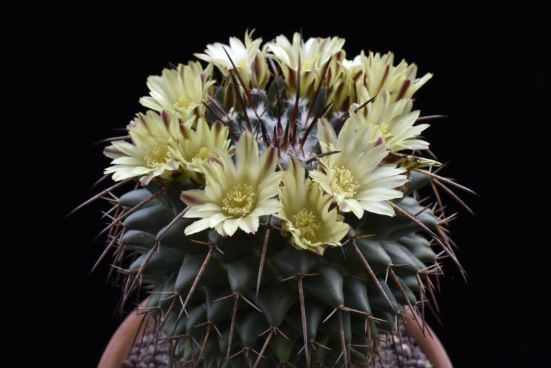 Mammillaria gigantea ssp. flavovirens ROG 573
