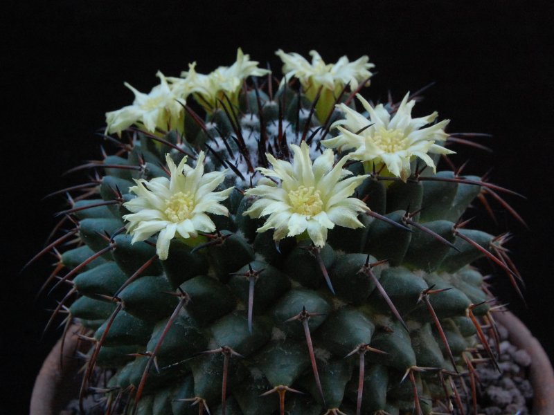 Mammillaria gigantea ssp. flavovirens ROG 573