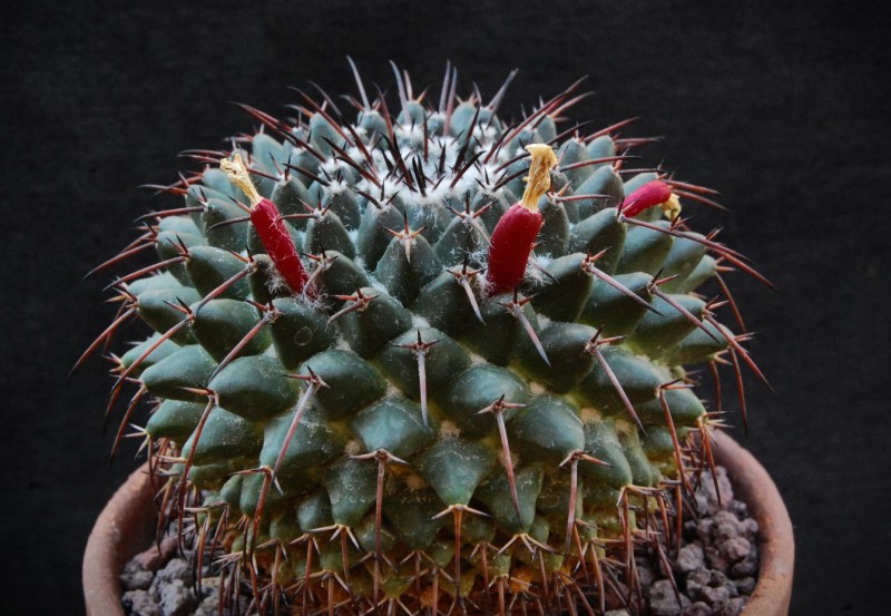 Mammillaria gigantea ssp. flavovirens ROG 573