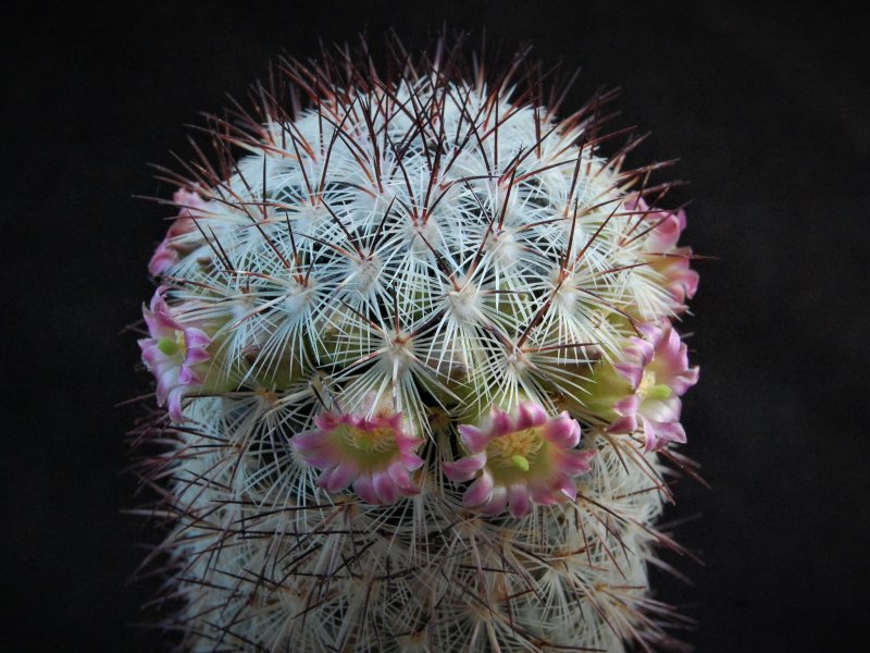 Mammillaria microhelia MBF 150