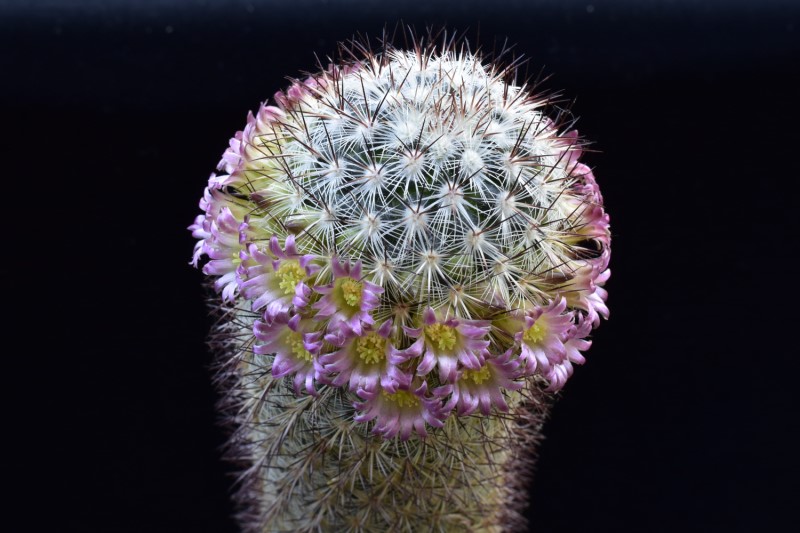 Mammillaria microhelia MBF 150