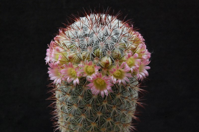 Mammillaria microhelia MBF 150