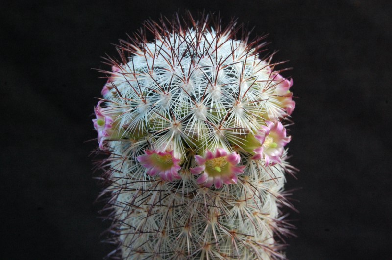 Mammillaria microhelia MBF 150