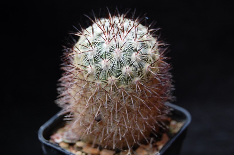 Mammillaria microhelia MBF 150