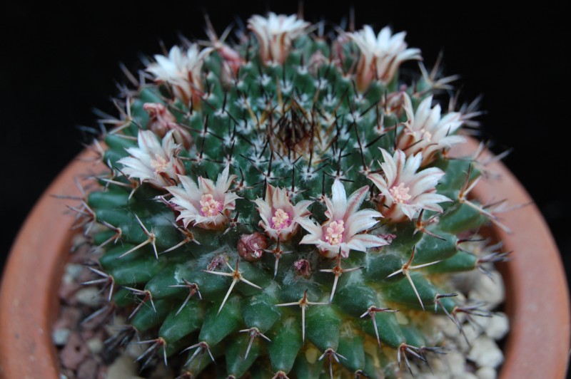 Mammillaria lloydii 