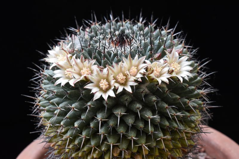 Mammillaria lloydii Z 230