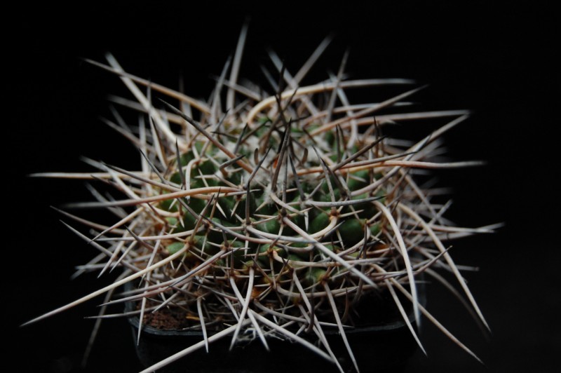 Mammillaria vagaspina BZ 4