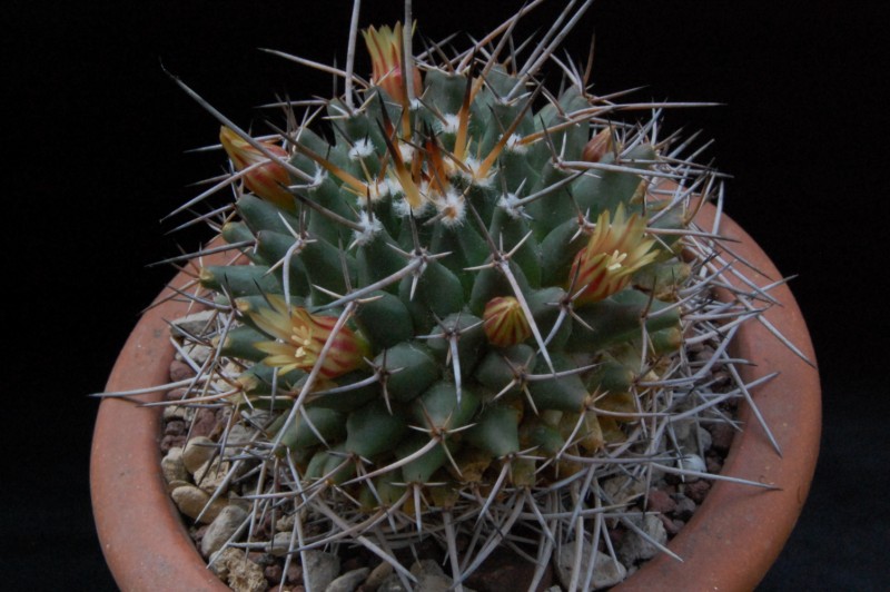 Mammillaria vagaspina BZ 4