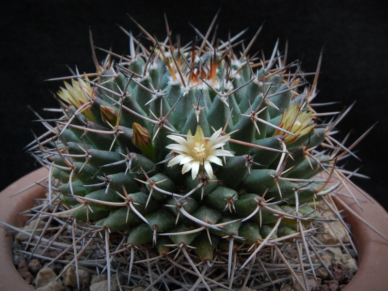 Mammillaria vagaspina BZ 4