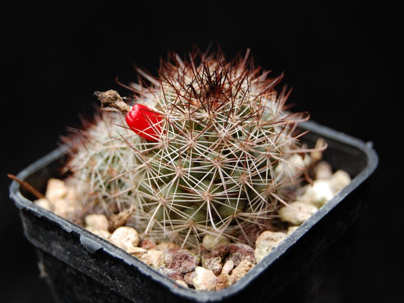 Mammillaria mazatlanensis REP 675