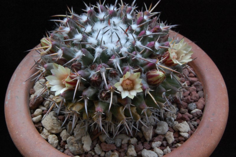 Mammillaria vagaspina Z 2