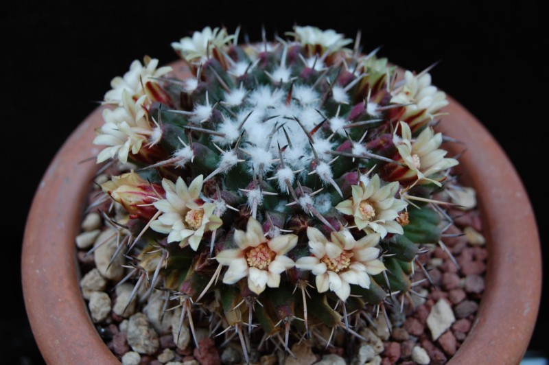 Mammillaria vagaspina Z 2