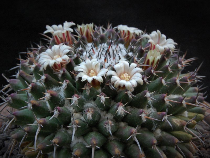 Mammillaria vagaspina Z 2