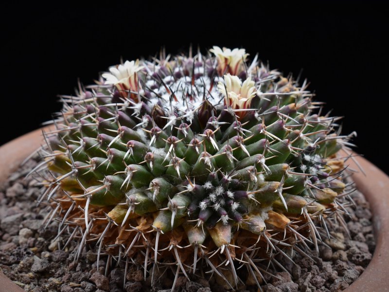 Mammillaria vagaspina Z 2