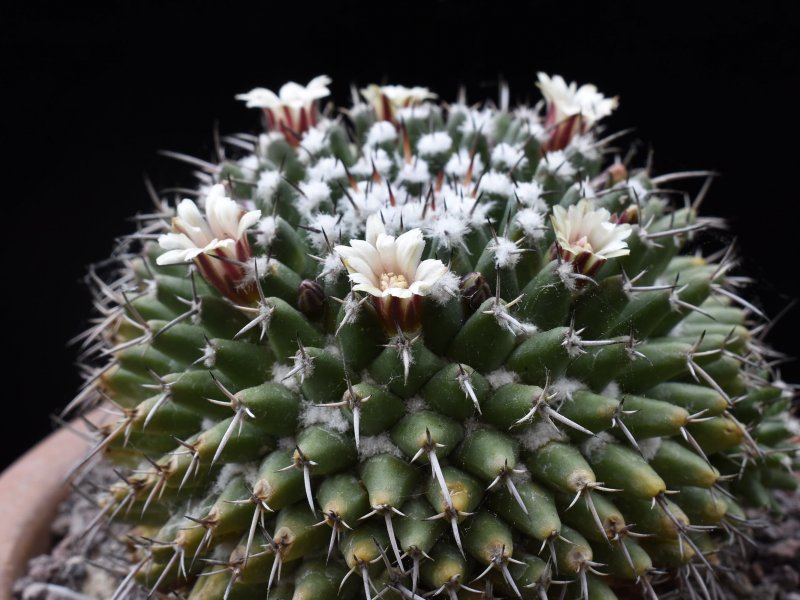 Mammillaria vagaspina Z 2