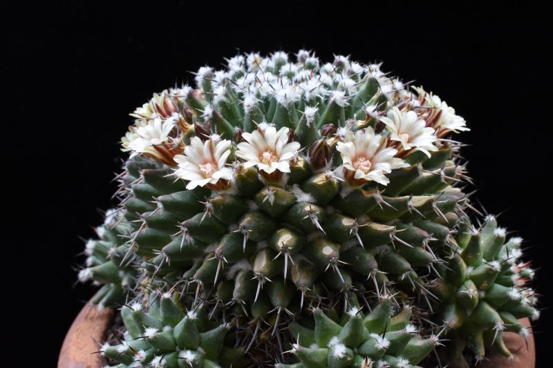 Mammillaria vagaspina Z 2