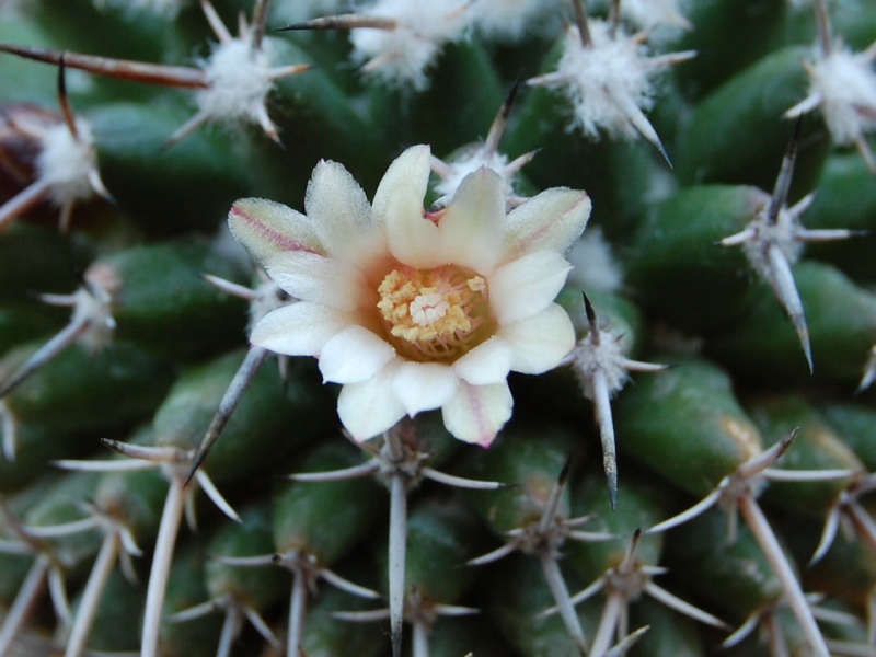 Mammillaria vagaspina Z 2