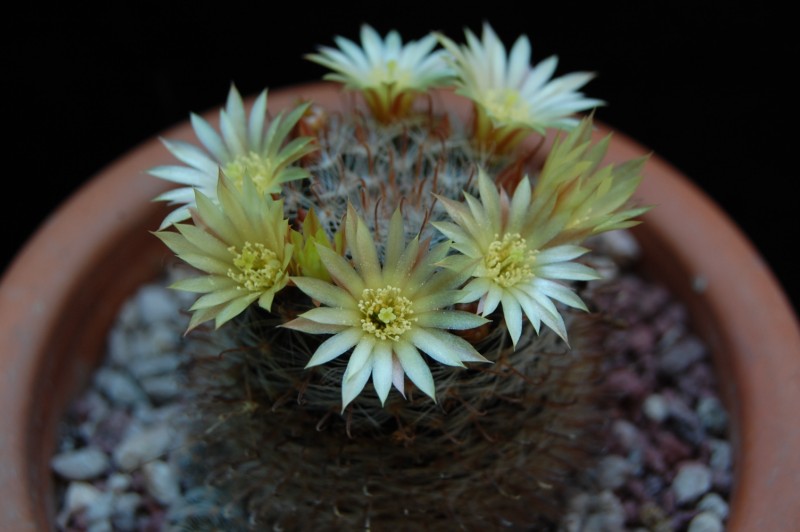 Mammillaria nana Z 88