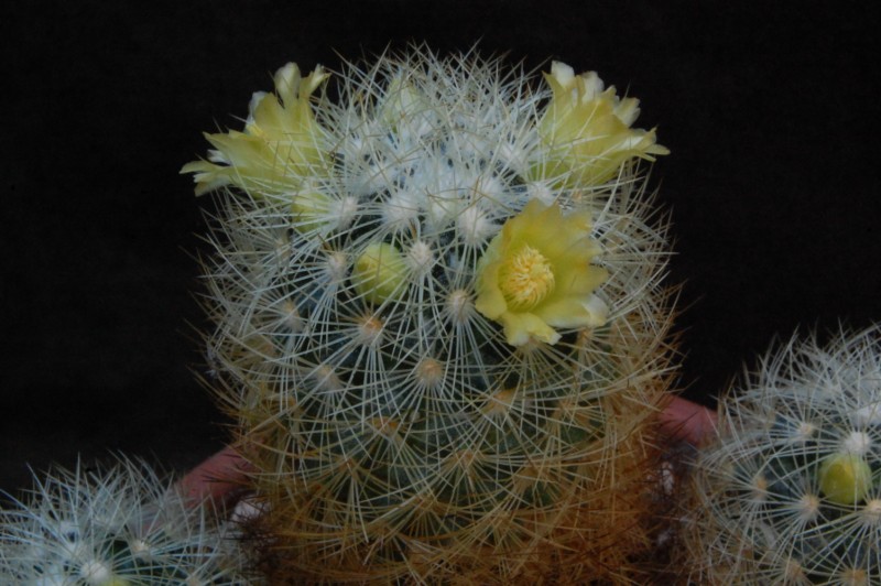 Mammillaria mieheana 