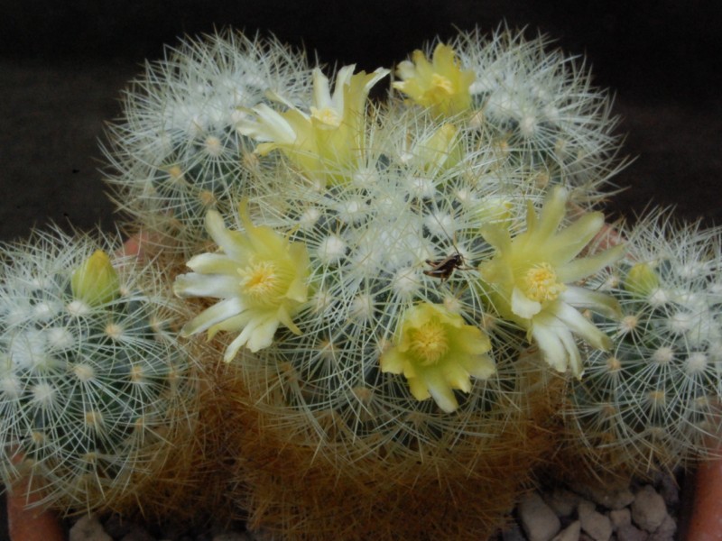 Mammillaria mieheana 