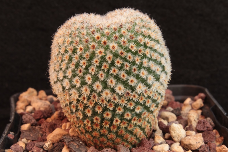 Mammillaria crucigera FO105