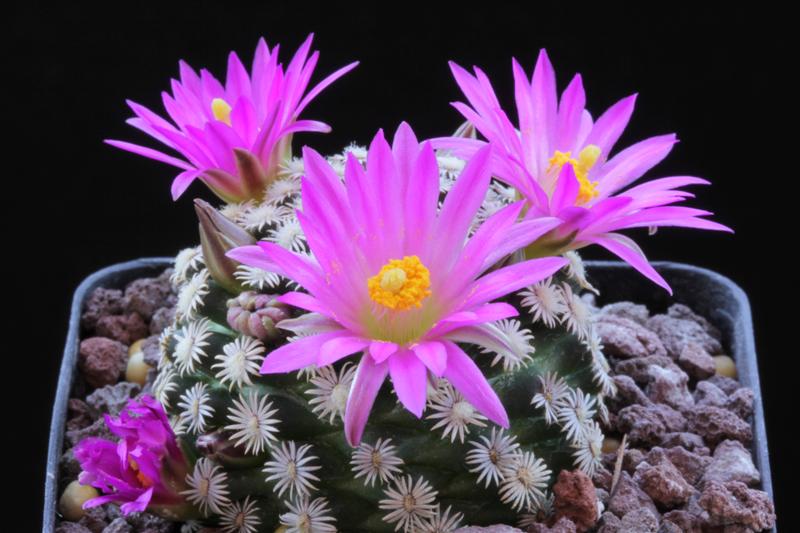 Mammillaria hernandezii 