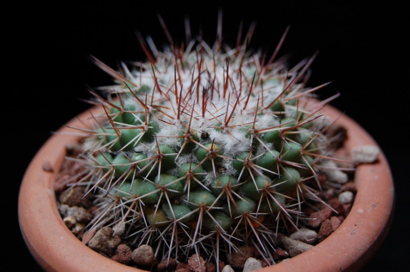 Mammillaria scrippsiana 