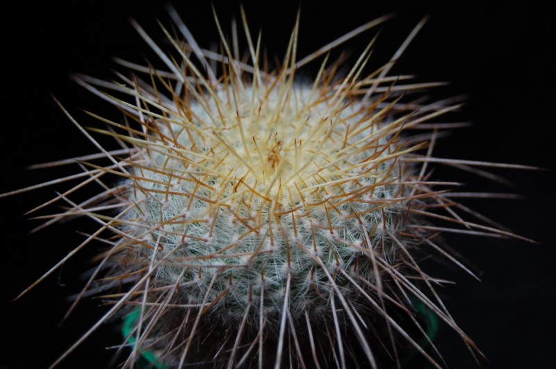 Mammillaria muehlenpfordtii CS 35 bis 99