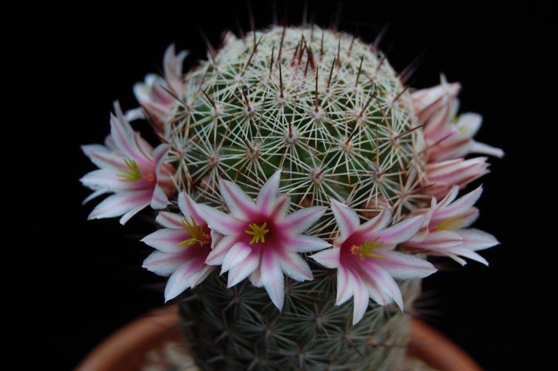 Mammillaria inaiae 