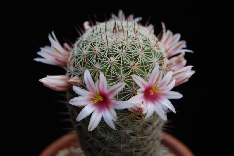 Mammillaria inaiae 