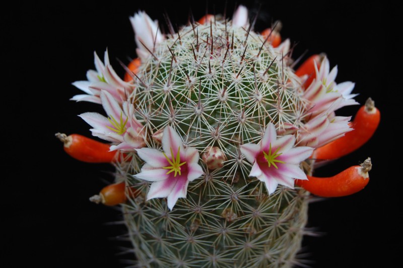 Mammillaria inaiae 