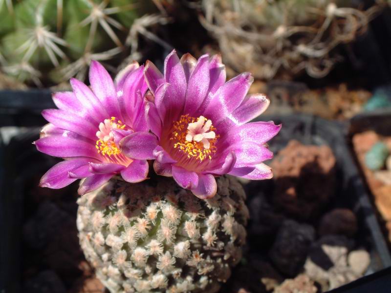 Turbinicarpus valdezianus 