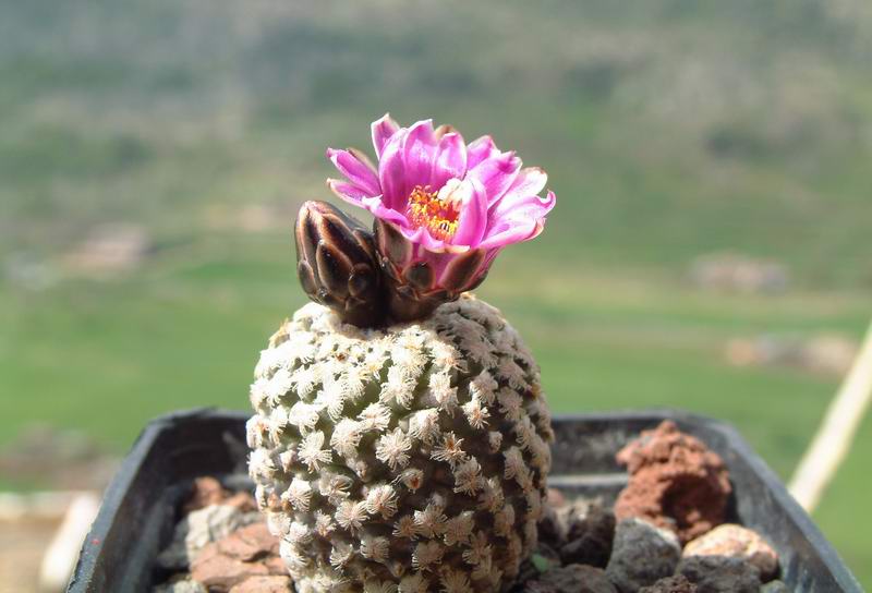 Turbinicarpus valdezianus 